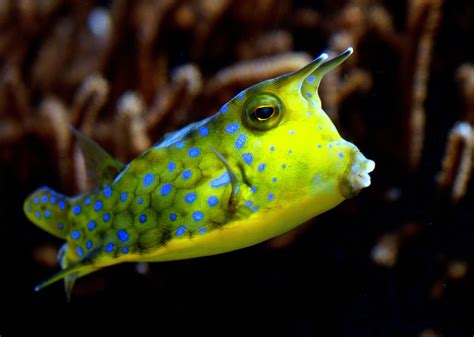 cowhead fish
